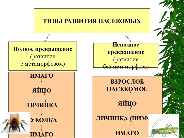 ТИПЫ РАЗВИТИЯ НАСЕКОМЫХ Полное превращение (развитие с метаморфозом) Неполное превращение (развитие без метаморфоза)