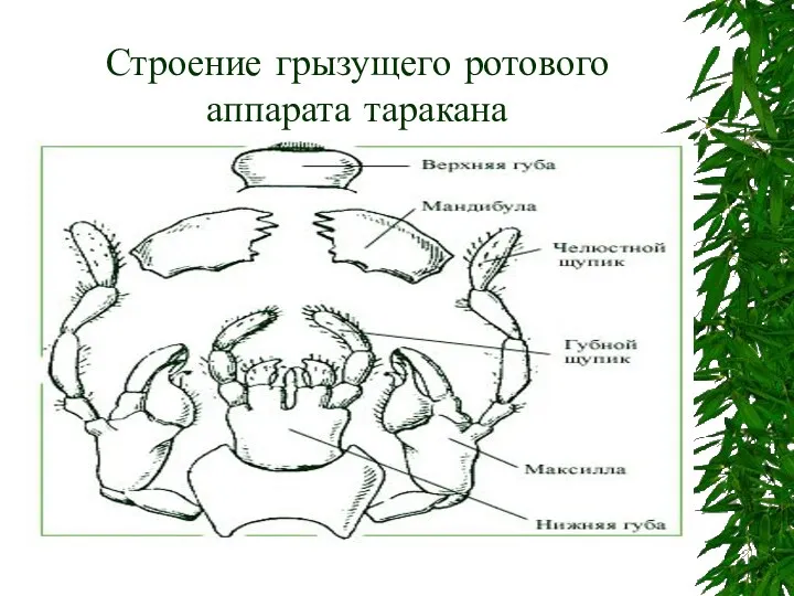 Строение грызущего ротового аппарата таракана