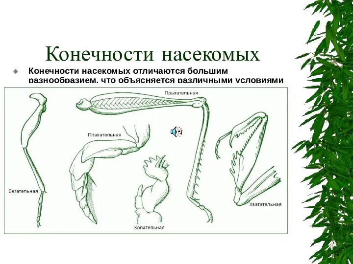 Конечности насекомых Конечности насекомых отличаются большим разнообразием, что объясняется различными условиями их жизни.