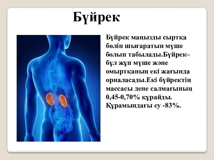 Бүйрек Бүйрек маңызды сыртқа бөліп шығаратын мүше болып табылады.Бүйрек– бұл