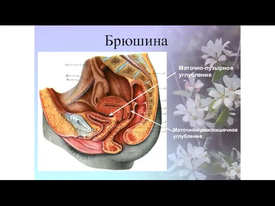 Брюшина Маточно-пузырное углубление Маточно-прямокишечное углубление