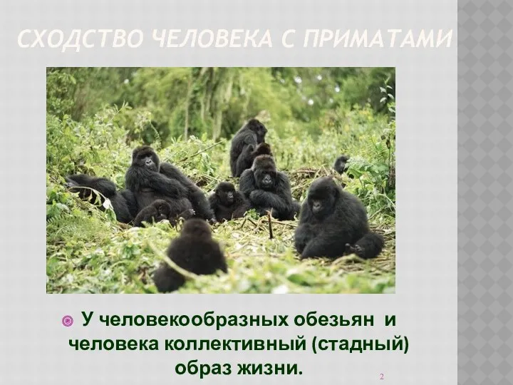 СХОДСТВО ЧЕЛОВЕКА С ПРИМАТАМИ У человекообразных обезьян и человека коллективный (стадный) образ жизни.