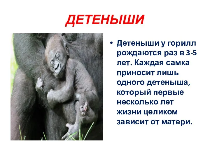 ДЕТЕНЫШИ Детеныши у горилл рождаются раз в 3-5 лет. Каждая