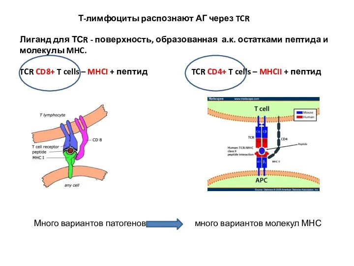 Т-лимфоциты распознают АГ через TCR Лиганд для ТСR - поверхность,