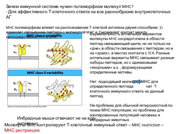 Зачем иммунной системе нужен полиморфизм молекул MHC? - Для эффективного