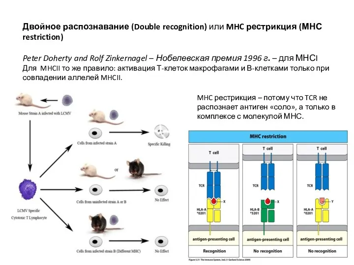 Двойное распознавание (Double recognition) или MHC рестрикция (МНС restriction) Peter