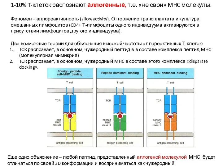 1-10% T-клеток распознают аллогенные, т.е. «не свои» MHC молекулы. Феномен