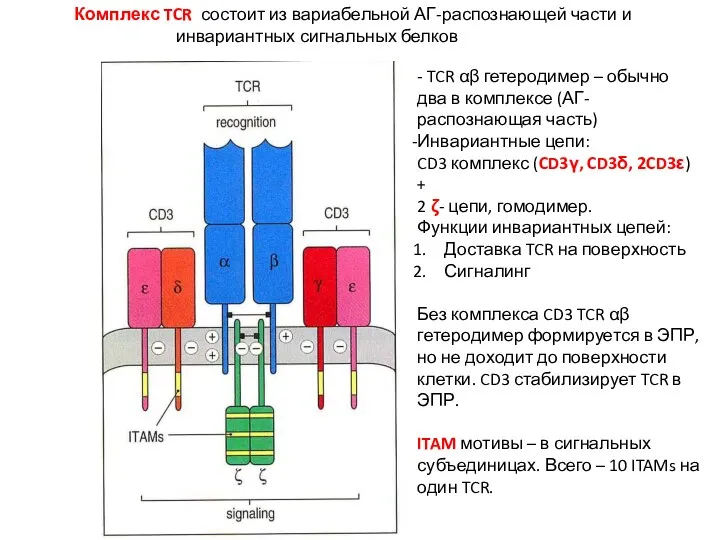 Комплекс TCR состоит из вариабельной АГ-распознающей части и инвариантных сигнальных