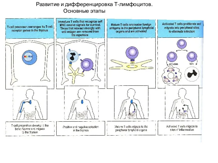 Развитие и дифференцировка Т-лимфоцитов. Основные этапы