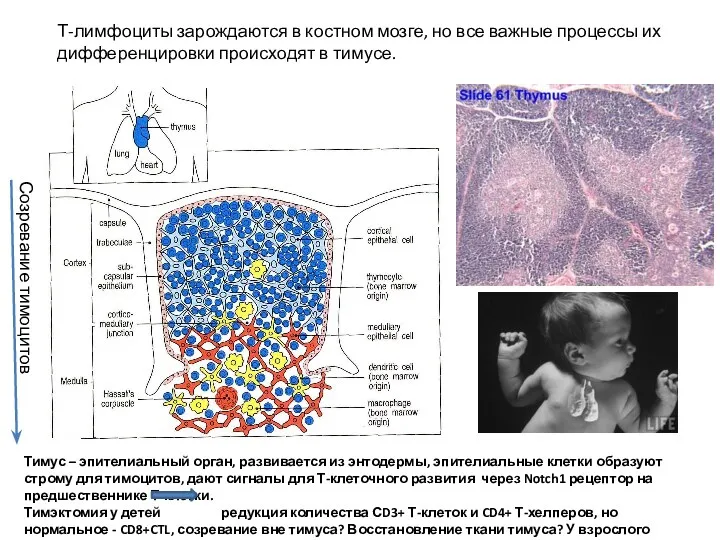 Т-лимфоциты зарождаются в костном мозге, но все важные процессы их