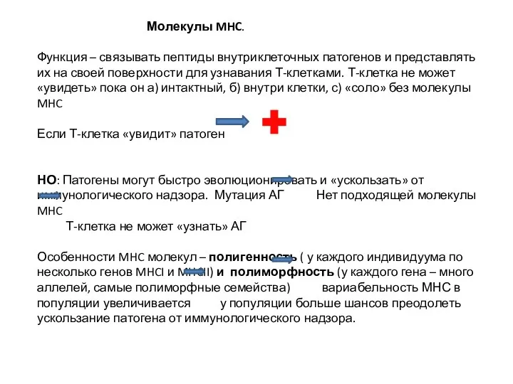 Молекулы MHC. Функция – связывать пептиды внутриклеточных патогенов и представлять