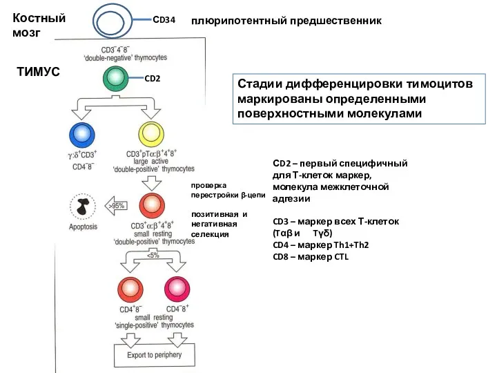 Стадии дифференцировки тимоцитов маркированы определенными поверхностными молекулами СD2 – первый