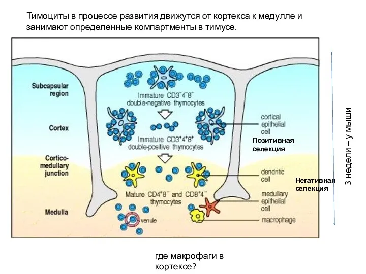 Тимоциты в процессе развития движутся от кортекса к медулле и