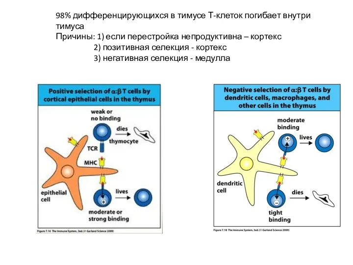 98% дифференцирующихся в тимусе Т-клеток погибает внутри тимуса Причины: 1)