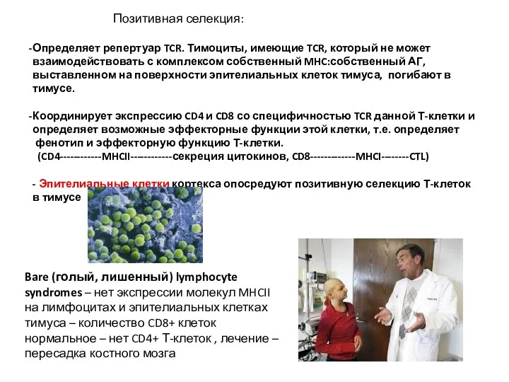 Позитивная селекция: Определяет репертуар TCR. Тимоциты, имеющие TCR, который не