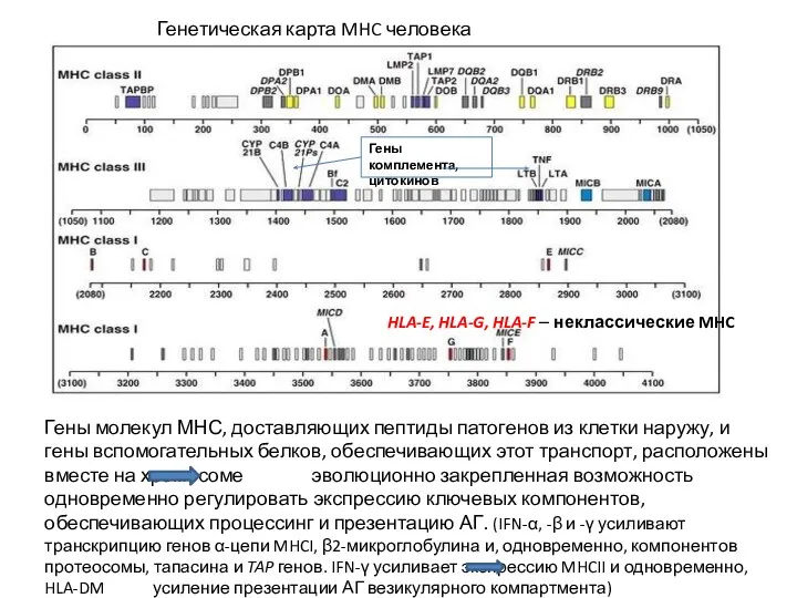 Генетическая карта MHC человека Гены комплемента, цитокинов Гены молекул МНС,