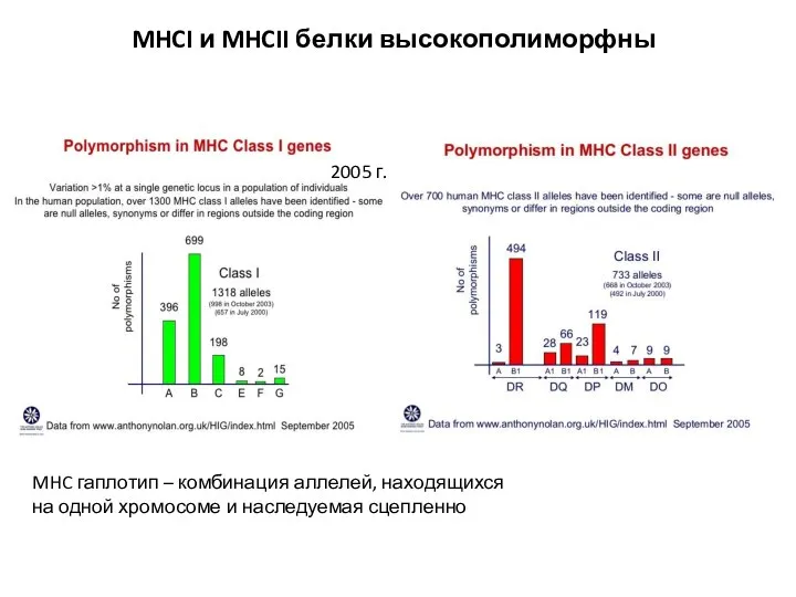 MHCI и MHCII белки высокополиморфны MHC гаплотип – комбинация аллелей,