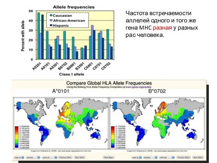 Частота встречаемости аллелей одного и того же гена MHC разная у разных рас человека.