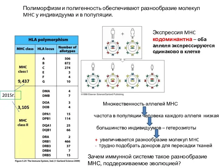 Экспрессия MHC кодоминантна – оба аллеля экспрессируются одинаково в клетке