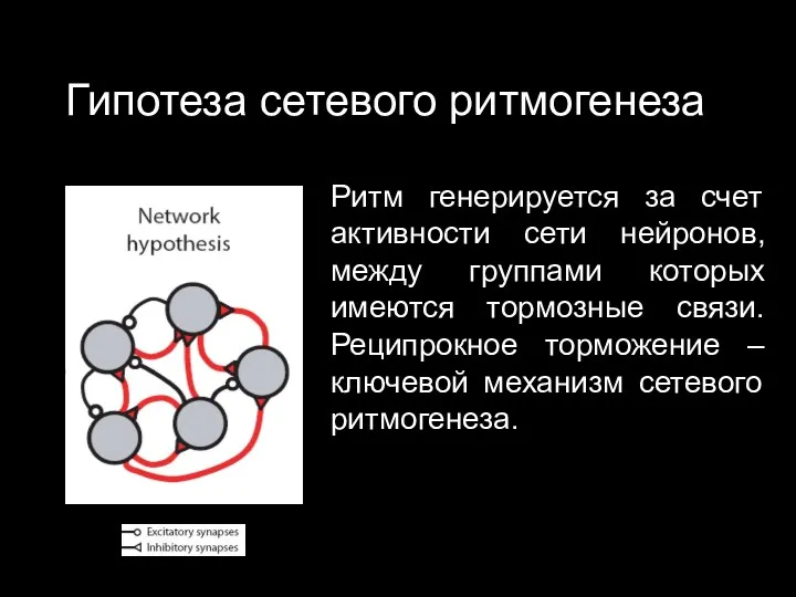 Гипотеза сетевого ритмогенеза Ритм генерируется за счет активности сети нейронов,