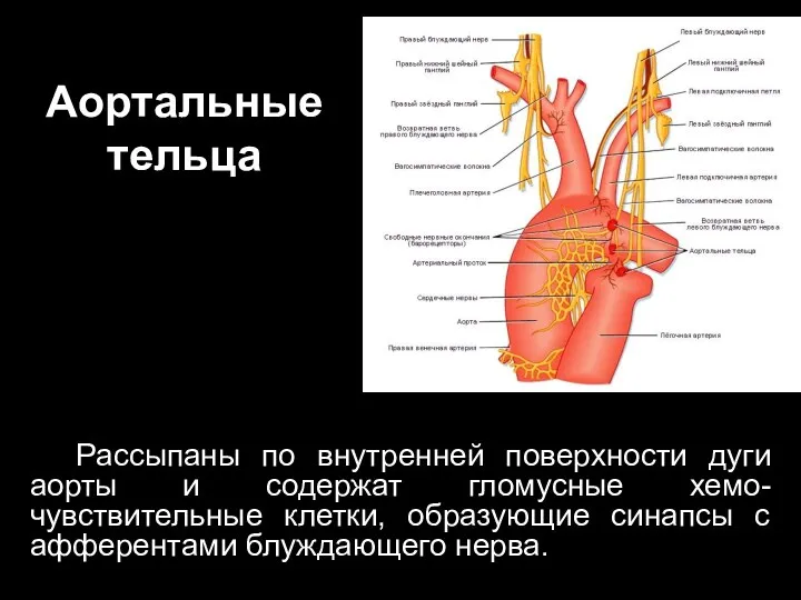 Аортальные тельца Рассыпаны по внутренней поверхности дуги аорты и содержат