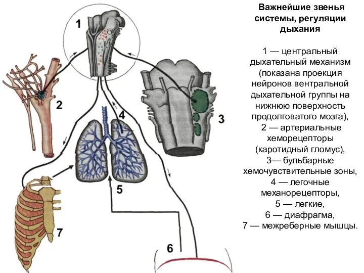 Важнейшие звенья системы, регуляции дыхания 1 — центральный дыхательный механизм