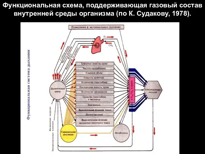 Функциональная схема, поддерживающая газовый состав внутренней среды организма (по К. Судакову, 1978).