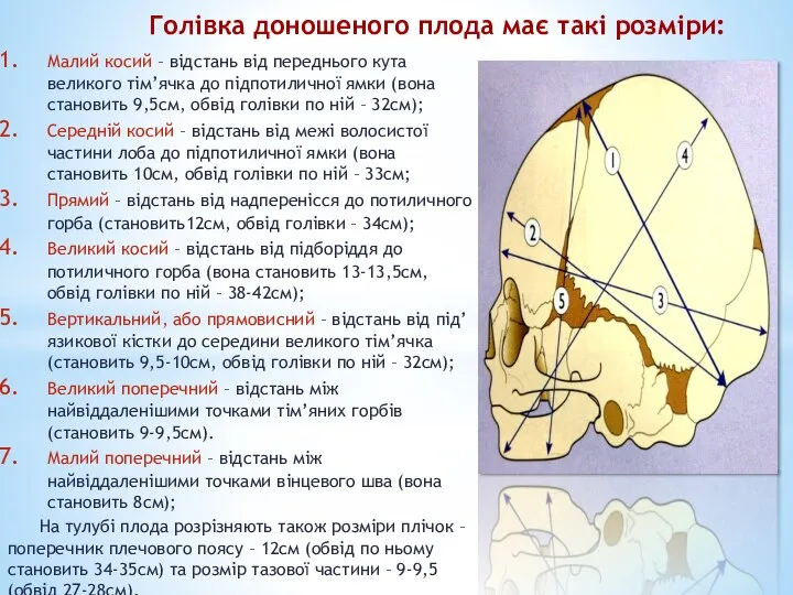 Голівка доношеного плода має такі розміри: Малий косий – відстань