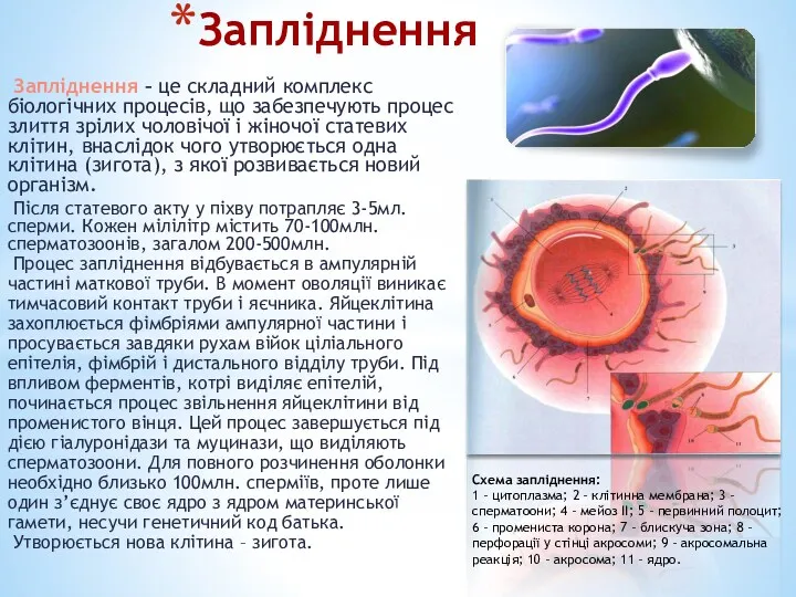 Запліднення Запліднення – це складний комплекс біологічних процесів, що забезпечують