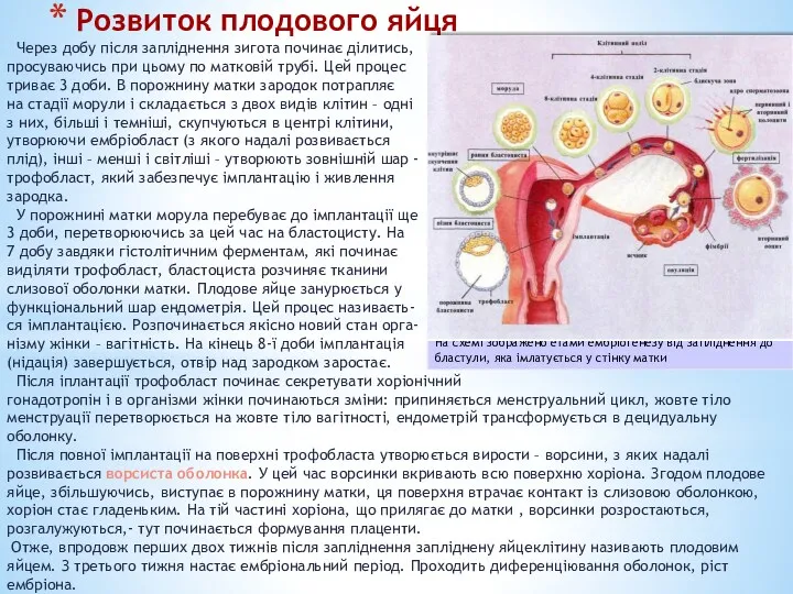 Розвиток плодового яйця Через добу після запліднення зигота починає ділитись,