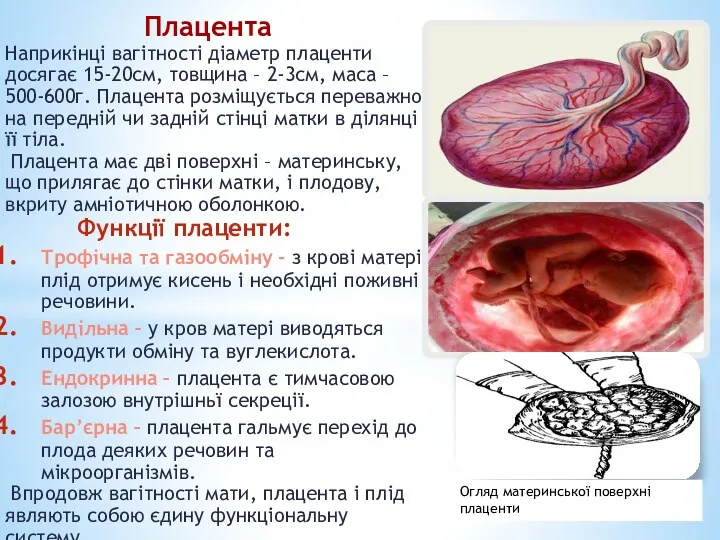 Плацента Наприкінці вагітності діаметр плаценти досягає 15-20см, товщина – 2-3см,