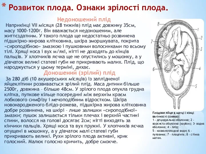 Розвиток плода. Ознаки зрілості плода. Недоношений плід Наприкінці VII місяця