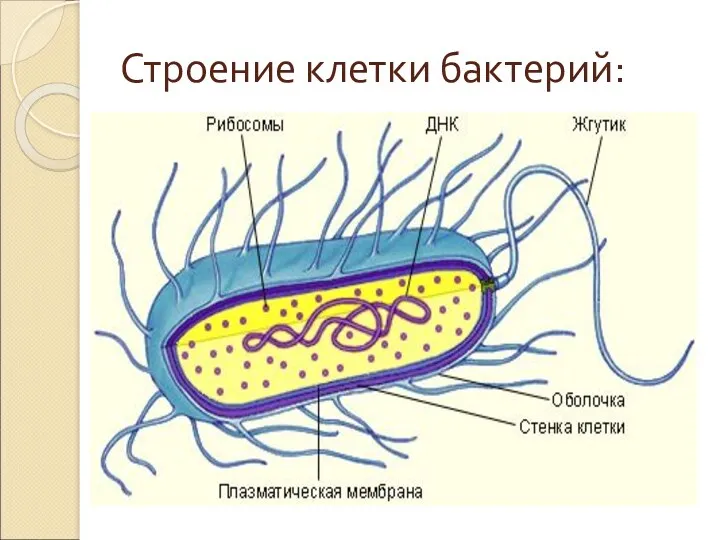 Строение клетки бактерий: