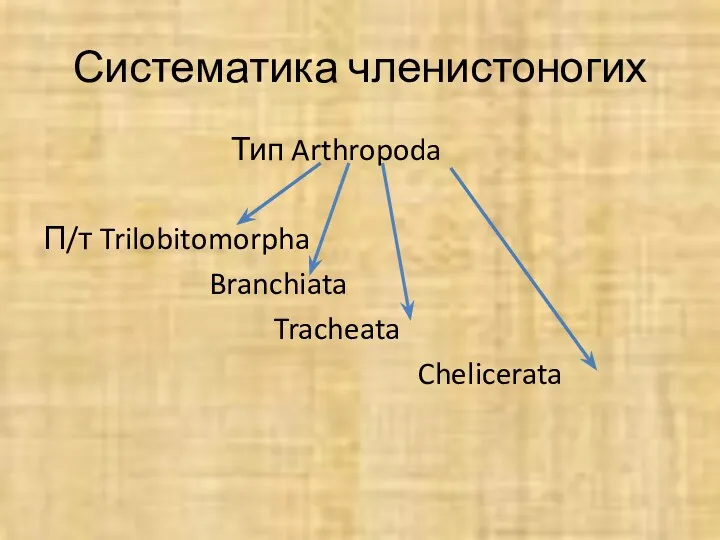 Систематика членистоногих Тип Arthropoda П/т Trilobitomorpha Branchiata Tracheata Chelicerata