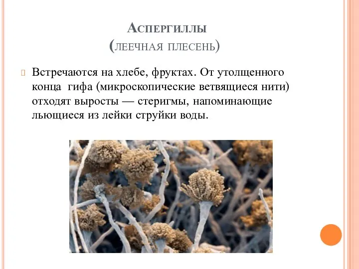 Аспергиллы (леечная плесень) Встречаются на хлебе, фруктах. От утолщенного конца