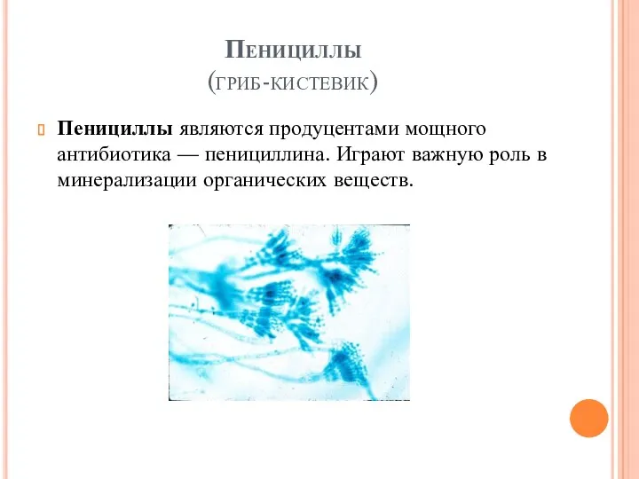 Пенициллы (гриб-кистевик) Пенициллы являются продуцентами мощного антибиотика — пенициллина. Играют важную роль в минерализации органических веществ.