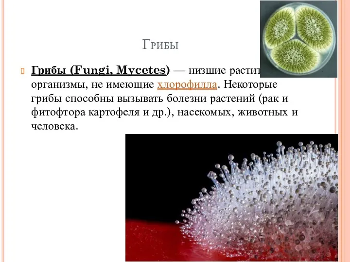 Грибы Грибы (Fungi, Mycetes) — низшие растительные организмы, не имеющие