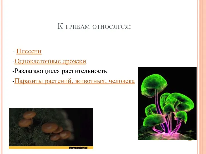 К грибам относятся: - Плесени -Одноклеточные дрожжи -Разлагающиеся растительность -Паразиты растений, животных, человека