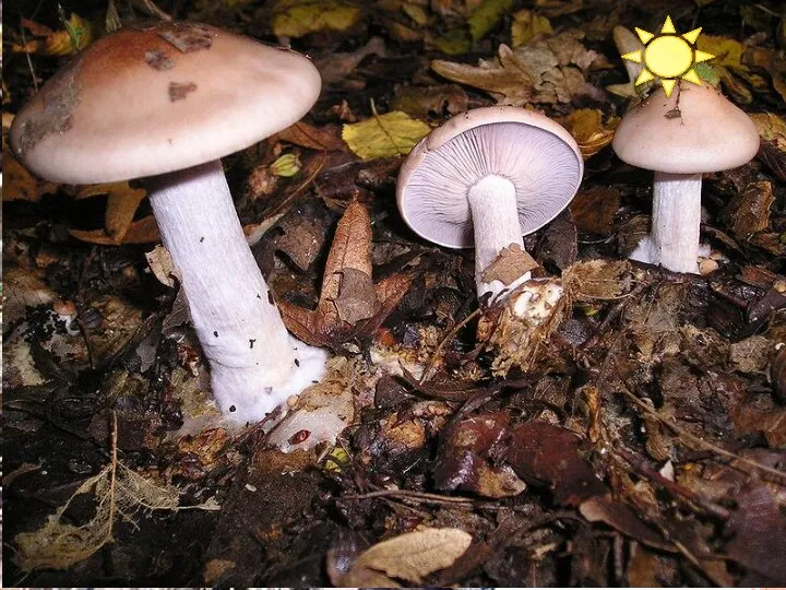 Дрожжи Дро́жжи — группа одноклеточных грибов, богатых органическими веществами. Объединяет