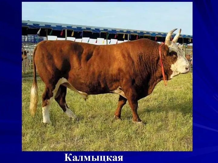 Калмыцкая