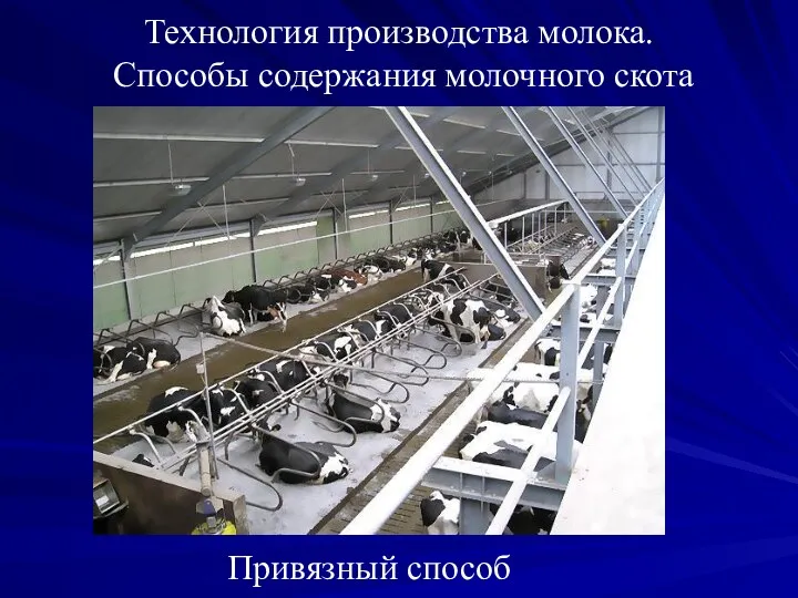 Технология производства молока. Способы содержания молочного скота Привязный способ