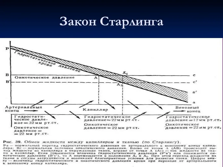 Закон Старлинга