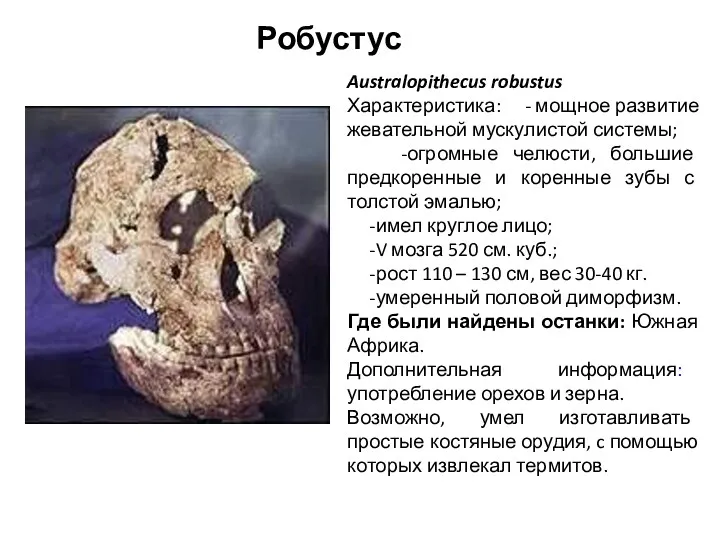 Australopithecus robustus Характеристика: - мощное развитие жевательной мускулистой системы; -огромные челюсти, большие предкоренные