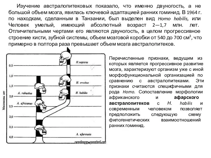 Изучение австралопитековых показало, что именно двуногость, а не большой объем мозга, явилась ключевой