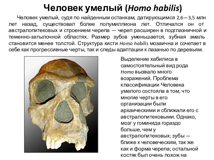 Человек умелый (Homo habilis) Человек умелый, судя по найденным останкам, датирующимся 2,6—3,5 млн