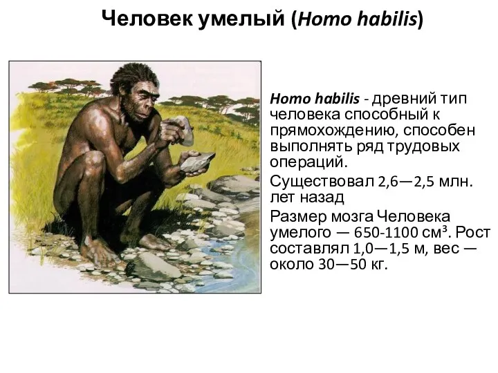 Homo habilis - древний тип человека способный к прямохождению, способен выполнять ряд трудовых
