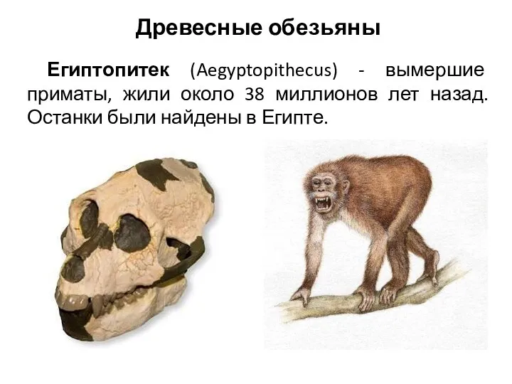 Древесные обезьяны Египтопитек (Aegyptopithecus) - вымершие приматы, жили около 38 миллионов лет назад.
