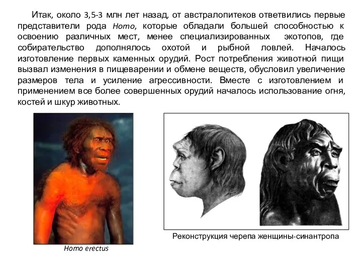 Итак, около 3,5-3 млн лет назад, от австралопитеков ответвились первые представители рода Homo,