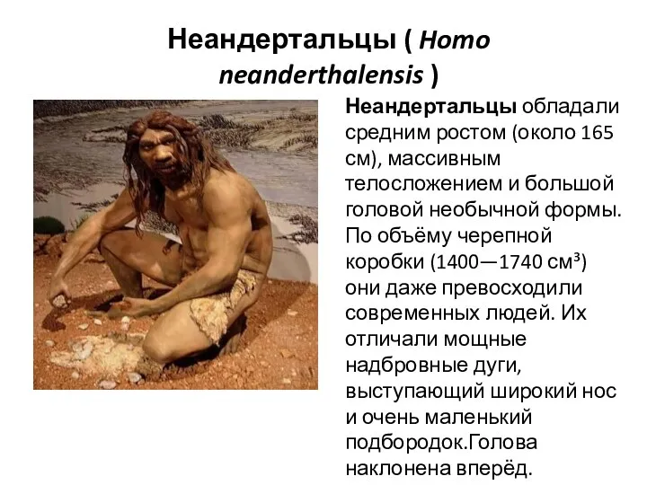 Неандертальцы ( Homo neanderthalensis ) Неандертальцы обладали средним ростом (около 165 см), массивным
