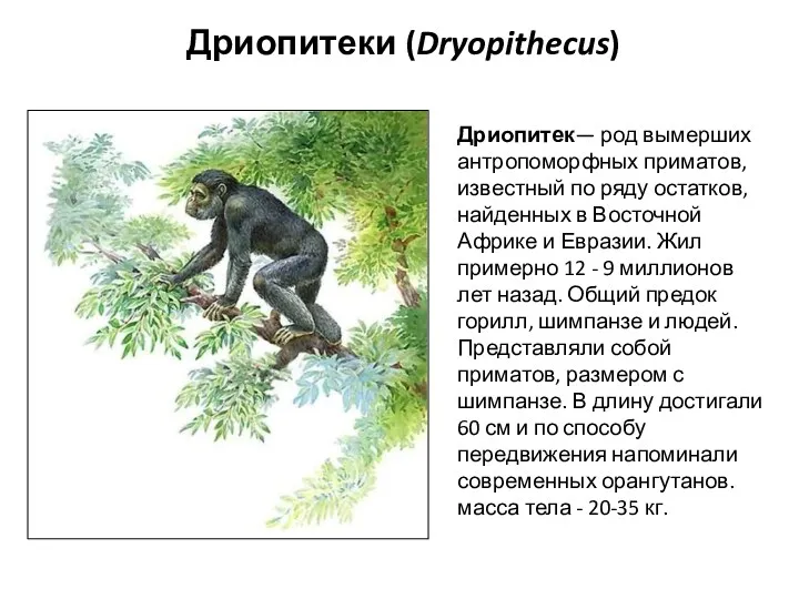 Дриопитеки (Dryopithecus) Дриопитек— род вымерших антропоморфных приматов, известный по ряду остатков, найденных в
